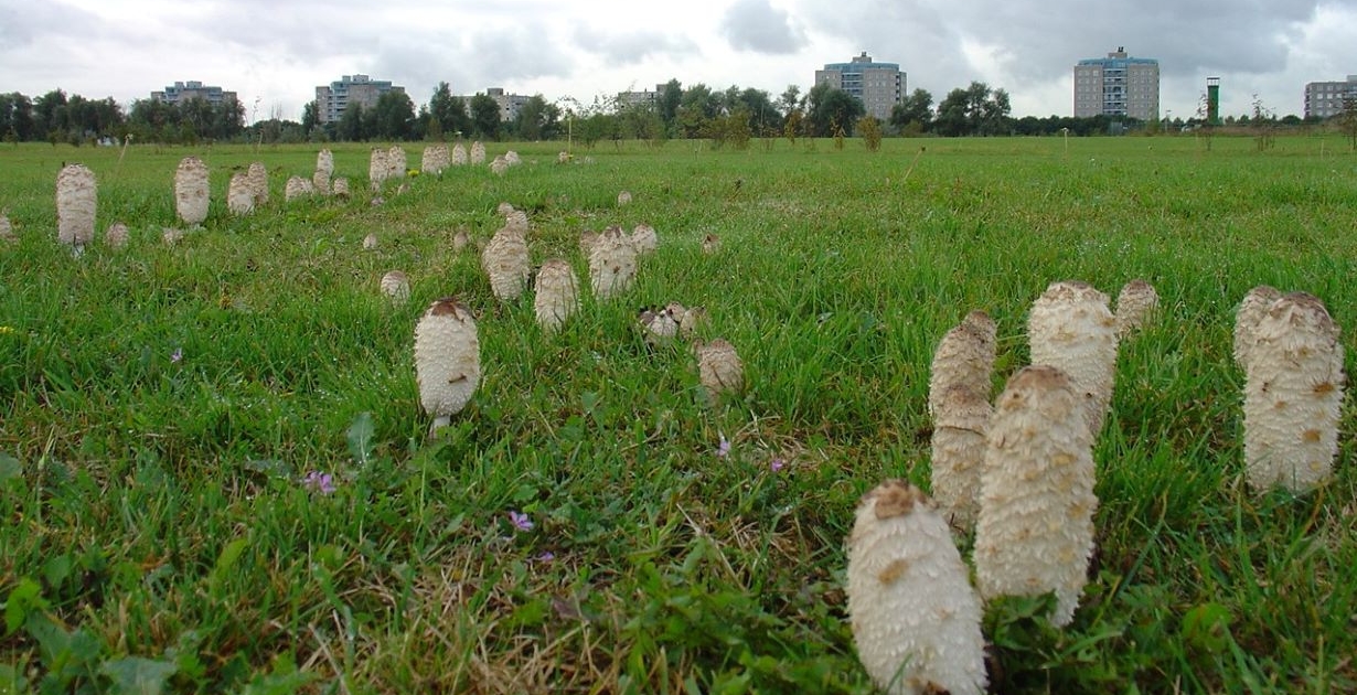 Bolussen in Diemerpark 693 169